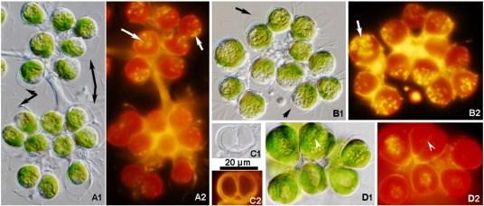 Phase contrast and fluorescence