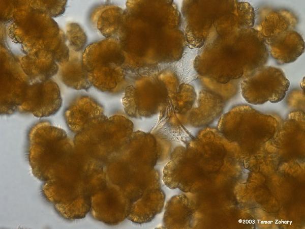 Botryococcus - karotenoidy stacionární fáze růstu - akumulace karotenoidů