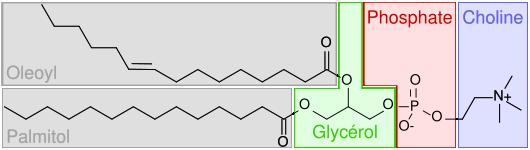 fosfolipidy Polární glykolipidy esenciální