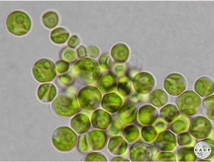 Chlorella