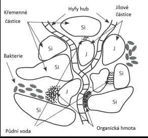 Organická hmota se váže na anorganické látky a dává vznik půdním agregátům.