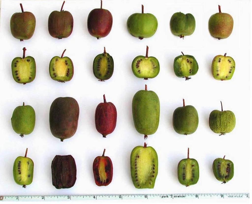 Obr. 9.: Spektrum tvarů a barev Actinidia kolomikta (J. MCKENZIE, 2007) Aktinidie kolomikta potřebuje 120 dní s průměrnou teplotou nad 10 C, vegetační perioda je 152 dní.