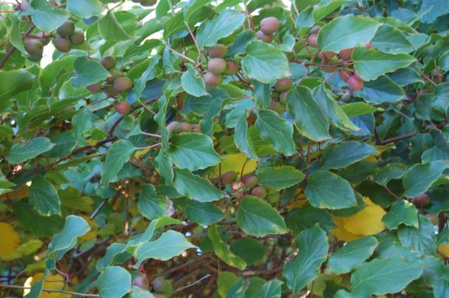 'Ananasnaya' Cizosprašná odrůda Actinidia arguta, vyšlechtěna Mičurinem v 30. letech 20. století. Velmi bujně rostoucí a plně mrazuvzdorná odrůda.