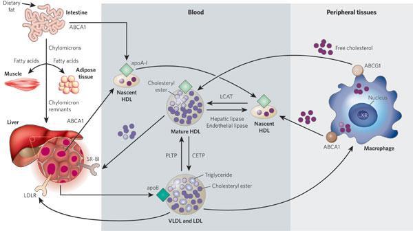 lipoproteiny s vysokou hustotou (HDL) Obr. č.