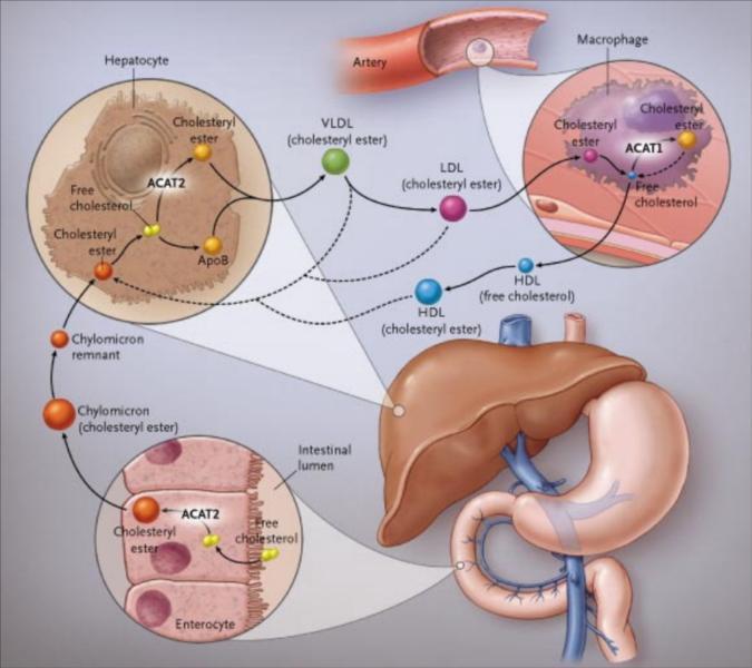 2) Látky blokující resorpci a transport cholesterolu První látkou užívanou v praxi jako inhibitor vstřebávání cholesterolu je ezetimib inhibitor NP C1-like 1 proteinu.