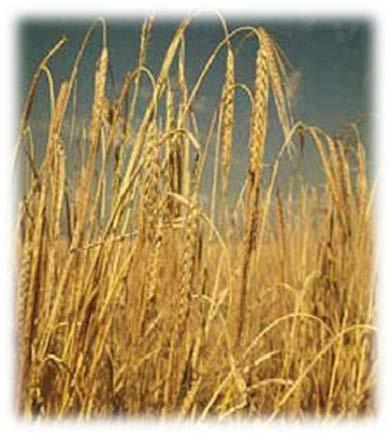 UTB Zlín, Fakulta technologická 14 1.1.3 Ječmen Ječmen (Hordeum) je čtvrtou nejrozšířenější zemědělskou plodinou na světě. Ke krmným účelům slouží převážná část vypěstovaného ječmene (65-75%).