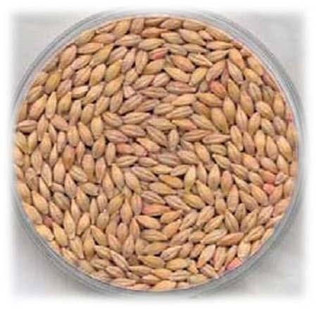 Poškození zrna ječmene jako suroviny pro potravinářství způsobuje technologické problémy při zpracování a ovlivňuje kvalitu finálního výrobku.