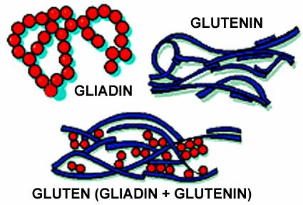 UTB Zlín, Fakulta technologická 22 1.4.2 Bílkoviny Obsah bílkovin v pšenici se pohybuje v rozmezí 10-20%. Nejvíce bílkovin je v aleuronové vrstvě a v klíčku.