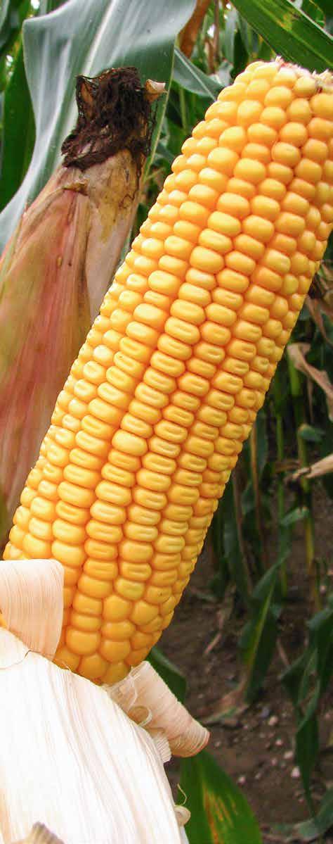 12 ES CUBUS FAO S 310 / Z 310 - středně pozdní hybrid s vysokými a spolehlivými výnosy - široké možnosti využití (zrno, siláž i bioplyn) - nová generace šlechtění s důrazem na maximální výnos,