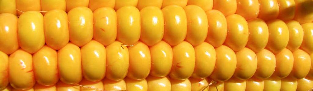 5 ES ARDENT FAO S 180 - velmi raný silážní hybrid s krátkou vegetační dobou - vhodný pro pěstování v chladnějších a vyšších oblastech pěstování - výborný pro pozdní termíny setí v teplejších