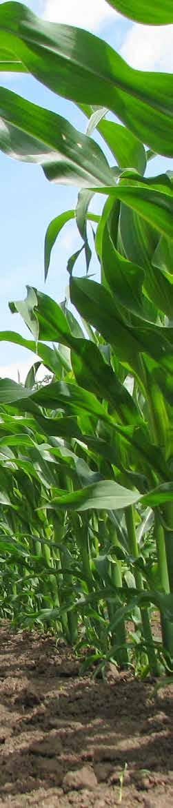 9 TROPICAL DENT CORN HYBRID Od roku 2013 jsou na evropský trh uváděny hybridy nové generace Tropical Dent Corn Hybrid.
