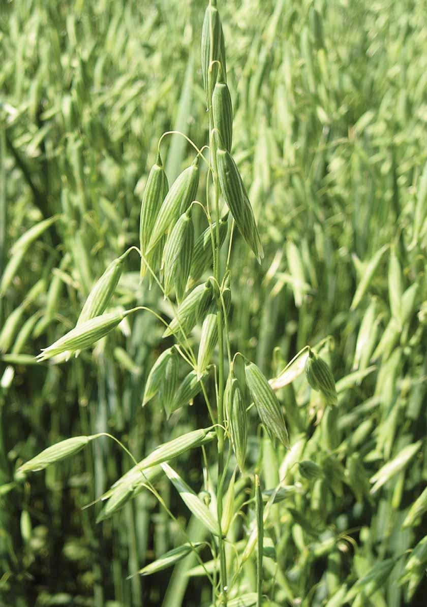 oves set KERTAG - zástupce v ČR SELGEN a.s. - povolena v roce 2012 - polopozdní, pluchatá odrůda výborné krmné kvality - HTS 36 g, délka rostlin střední (105 cm), odolnost proti poléhání 5 - výsevek