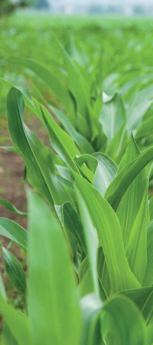kukuřice hybrid FAO směr využití typ zrna optimální hustota porostu (tis.