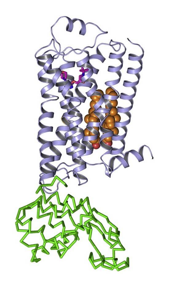 20 Obr. č. 4 Vazebná místa pro cholesterol na GPCR.