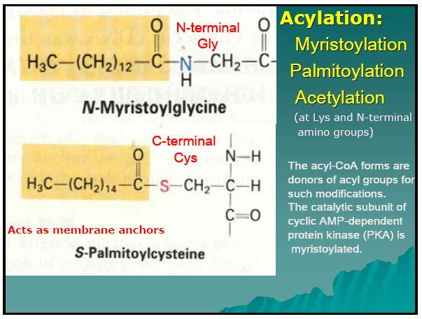 Acylace