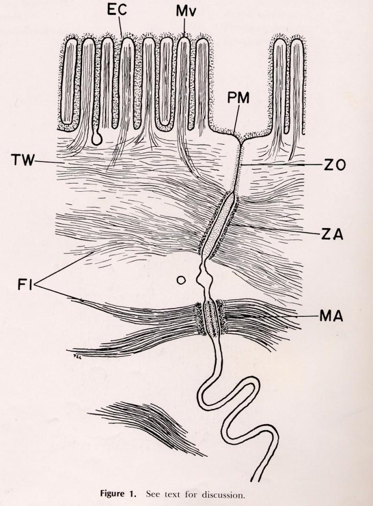 Specializace laterálního povrchu Spojovací komplex: zonulae occludentes zonulae adherentes