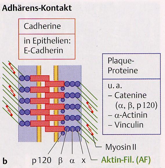 Příchytné spoje - zonula adherens