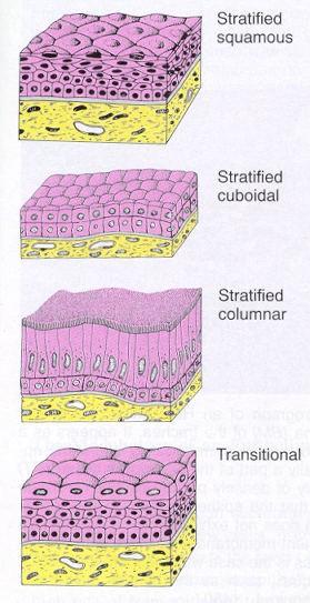 Klasifikace epitelů (krycích) Vrstevnaté Dlaždicový