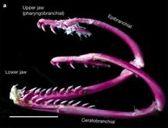 Muraena (Elopomorpha)