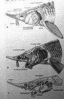 - Accipenseridae 30 spp.