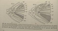 Ocasní ploutev Clupeomorpha Uroneurale a přímé napojení kostěných paprsků Salmoniformes : redukce uroneuralií, zvětšení spodních, unikátní centrální element (stegurale) Ostariophysi: srůsty a tvarová