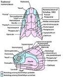 Osteichthyes = Osteognathostomata (jméno akcentující zahrnutí Tetrapoda) Endochondrální osifikace endoskeletu výrazný rozvoj a specialisace exoskeletu Malý