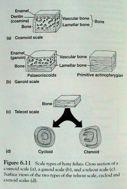 (lamelární kost) *dermatokranium jednotné základní stavby, *jícnové výchlipky Osteognathostomata Monophylum: Actinopterygii+ Sarcopterygii Jícnová