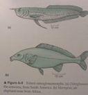 , tetry, sumci Cypriniformes,Characiformes,Siluriformes Protacanthopterygii 320 štiky, lososi Esociformes, Salmoniformes Neoteleostei basální Neoteleostei 820