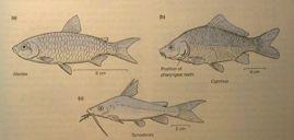 TELEOSTEI sladkovodní / mořské Osteoglossomorpha 220 arapaima, arowana, rypoun Elopomorpha 800 tarpon, úhoři, paúhoři, murény Euteleostei Clupeomorpha 360 sledi, sardele, placky Otocephala