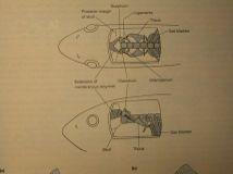 , Cypriniformes 3300 spp. Siluriformes 1725 spp., Gymnotiformes 180 spp.