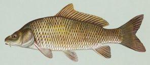 Cyprinus