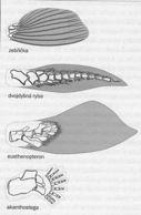 kost (isopedin) Sarcopterygii,"#Svaloploutví:# (=Choanichthyes)#