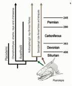 a## (Osteolepiformes,#Tetrapoda#"# čtyřnožci)# Ac.