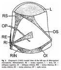 ,#physoclish,# nepárový#vous,#hladké#cykloidní#šupiny,#extrémní#plodnost#(až#