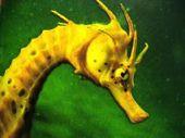 Acanthopterygii:, Percomorpha,