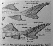 obratleurocentra, uroneuralia Salmo Ocasní ploutev Clupeomorpha: