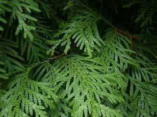 Tato novinka známá též pod jménem Thuja occidentalis 'Janed Gold' je výsledkem polského šlechtění.