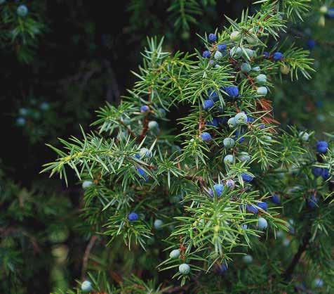 Cypřišek Lawsonův 'Van Pelt's Blue' - Chamaecyparis lawsoniana 'Van Pelt's Blue' Jehličnan z čeledi cypřišovité a rodu cypřišek, který dorůstá 6 metrů výšky a