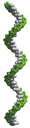 VIROLOGIE genetika molekulární biologie