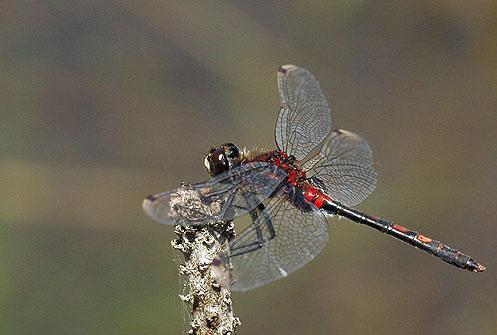 Leucorrhinia rubicunda (Linnaeus, 1758) Vážka tmavoskvrnná CS ohrožený (EN) Vyskytuje se v biotopech, které jsou podobné slatiništím a rašeliništím.