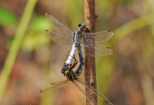 Orthetrum albistylum (Sélys, 1848) Vážka bělořitná CS téměř ohrožený (NT) Druh obývá různé typy stojatých vod, konkrétně slepá ramena řek, štěrkovny, pískovny, rybníky, jezera, ale i pomalé širší
