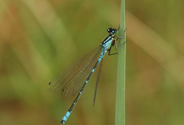 Coenagrion lunulatum (Charpentier, 1840) Šidélko jarní CS kriticky ohrožený (CR) Vzácný druh vyskytující se v různých typech biotopů stojatých vod.