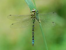 Na lokalitě bylo zjištěno 25 druhů (Leucorrhinia pectoralis ), vážka tmavoskvrnná (Leucorrhinia rubicunda ), šidélko kopovité (Coenagrion hastulatum ).