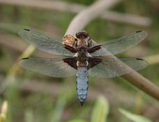 Vzácně se zde vyskytují další ohrožené druhy jako šidélko širokoskvrnné (Coenagrion pulchellum ) a šídlo červené
