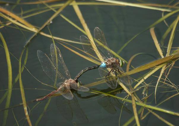 Anax parthenope (Sélys, 1839) Šídlo tmavé CS zranitelný (VU) Brachytron pratense (Müller, 1764) Šídlo luční CS ohrožený (EN) Druh obývá mezotrofní a eutrofní stojaté vody s rozsáhlými otevřenými
