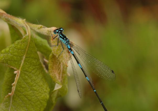 Coenagrion pulchellum (Vander Linden, 1825) Šidélko širokoskvrnné Jedná se o druh osidlující širokou škálu typů stojatých vod a pomalu tekoucích nížinných toků.