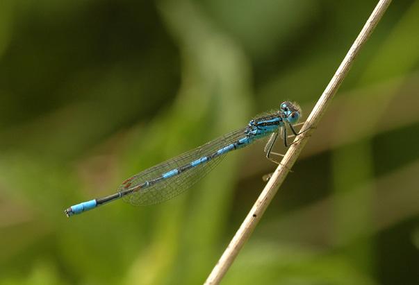 Coenagrion scitulum (Rambur, 1842) Šidélko huňaté CS kriticky ohrožený (CR) Osidluje širší škálu stojatých vod (slepá ramena řek, rybníky, kaoliniště) charakteru mělkých stojatých, prohřívaných