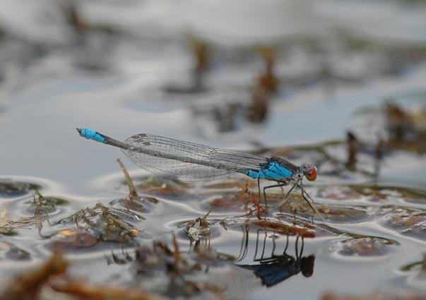Erythromma viridulum (Charpentier, 1840) Šidélko znamenané CS téměř ohrožený (NT) Drobný druh obývající širší spektrum stojatých vod a méně často také pomalu tekoucí vody.