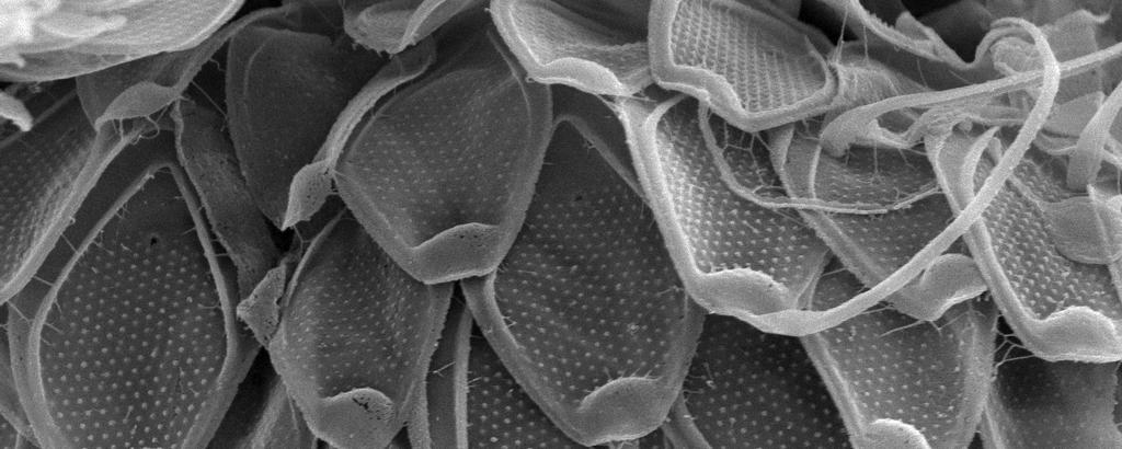 EXPERIMENTÁLNÍ ČÁST Cílem experimentální části je biosyntéza nanočástic zlata pomocí Mallomonas kalinae, jejich charakterizace a testování jejich katalytické účinnosti při hydrolýze somanu a VX.