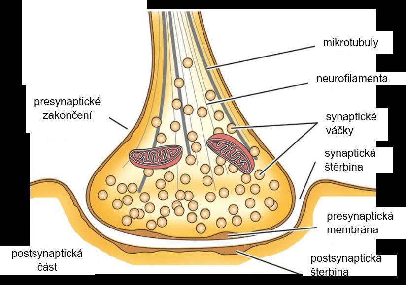 Obrázek 2 Synapse, (Marek, 2017) Po dokončení rozkladu ACh se acetylcholinový receptor vrátí opět do původního stavu (Paar, 2016). 1.